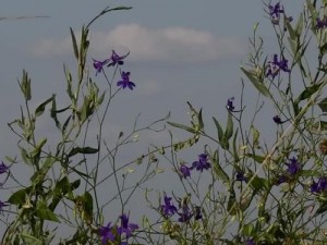 野花视频免费观看在线播放 1，汇聚海量精彩视频，让你一次看个够