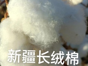 中国新疆优质棉花，纤维柔长洁白有弹