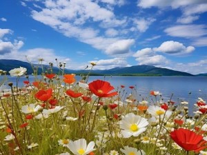 野花大全日本免费观看，精选日本野花高清大图，带你领略日本独特的自然风光