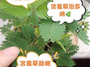 含羞草的作用：不仅有趣，还能助眠