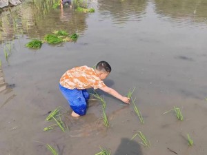 外国情侣插秧方法——来自国外的高效种植技巧