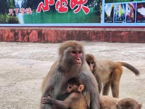 二人生猴子全程不盖被子黄，二孩政策落地，养育成本不再高昂