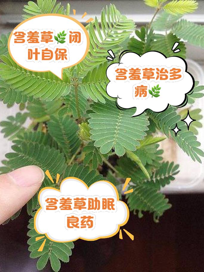 含羞草的作用：不仅有趣，还能助眠